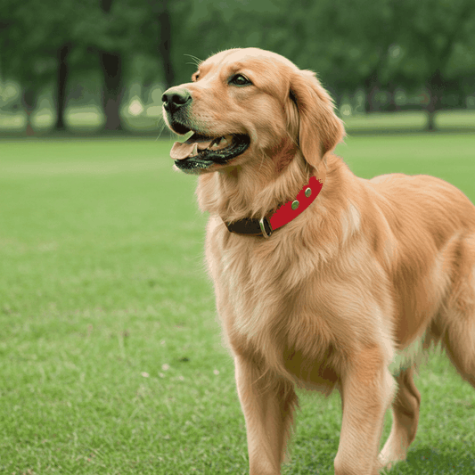 Collar o arnés para perros: collar rojo de material liso con hebilla metálica en un perro de pelaje dorado.