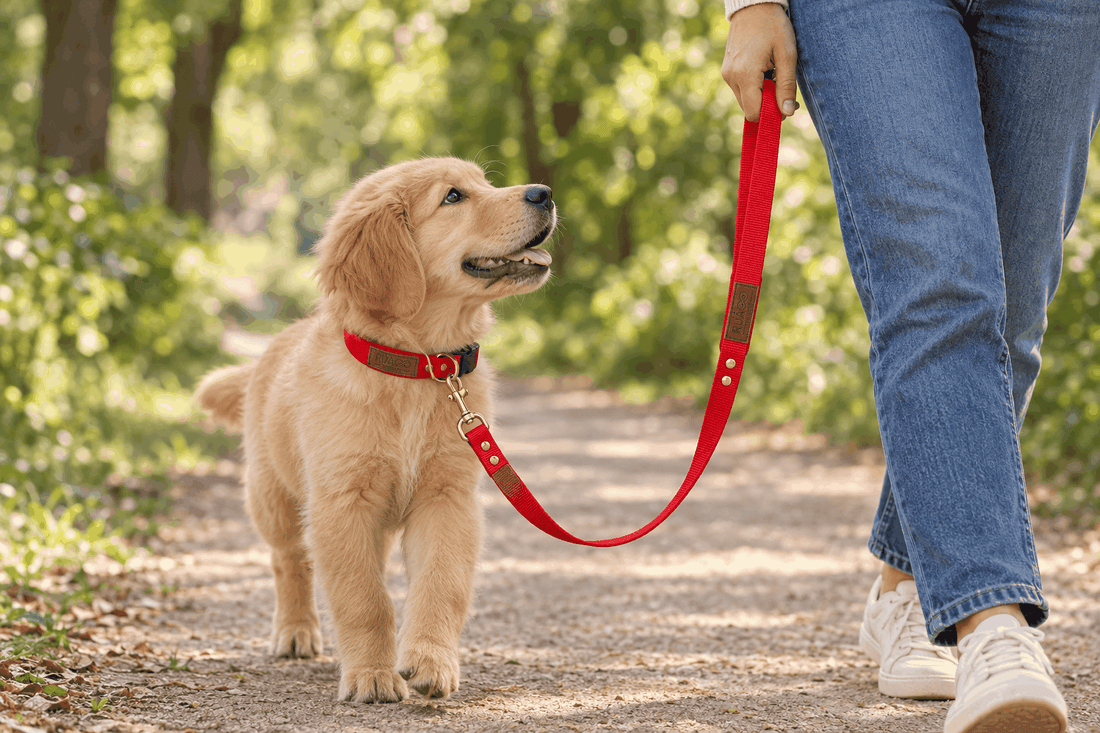 Mi cachorro tira: cachorro golden retriever con collar rojo y correa de cuero roja junto a su persona