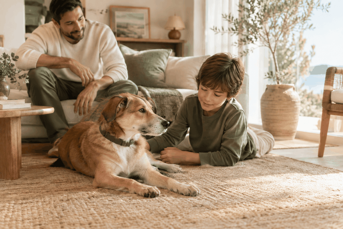 Perro para una familia con niños: perro mestizo de pelaje corto marrón y blanco, con collar oscuro, junto a un niño.