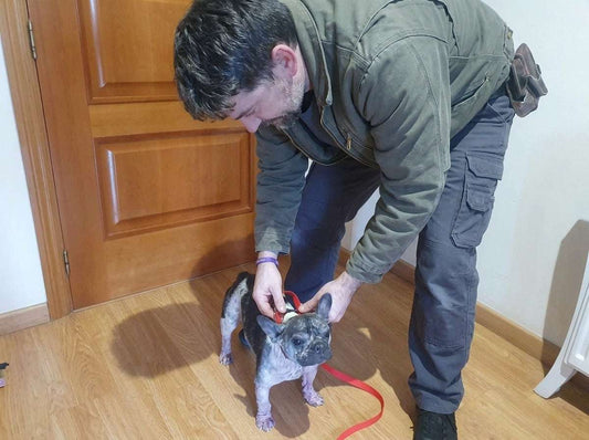 Razas de perros: un hombre ajusta un collar rojo a un perro pequeño de pelaje gris y blanco.