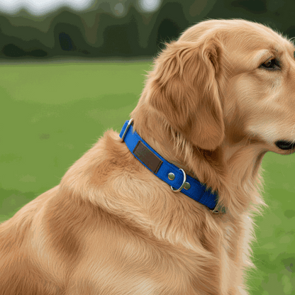 Collar acolchado para perro de nylon | Rúa Infinity azul, con hebilla de presión metálica y una etiqueta rectangular oscura, sobre un perro de pelaje dorado.