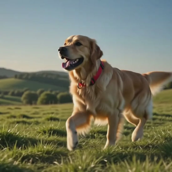 Vídeo perro Golden Retriever corriendo en el campo con collar de nylon rojo Rúa Infinity