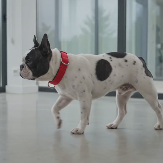 Vídeo de perro Bulldog Francés caminando en casa con collar rojo RÚA INFINITY