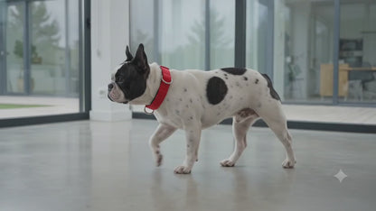 Rúa Infinity Collar Acolchado para Perros Nylon Talla M – Rojo/Azul