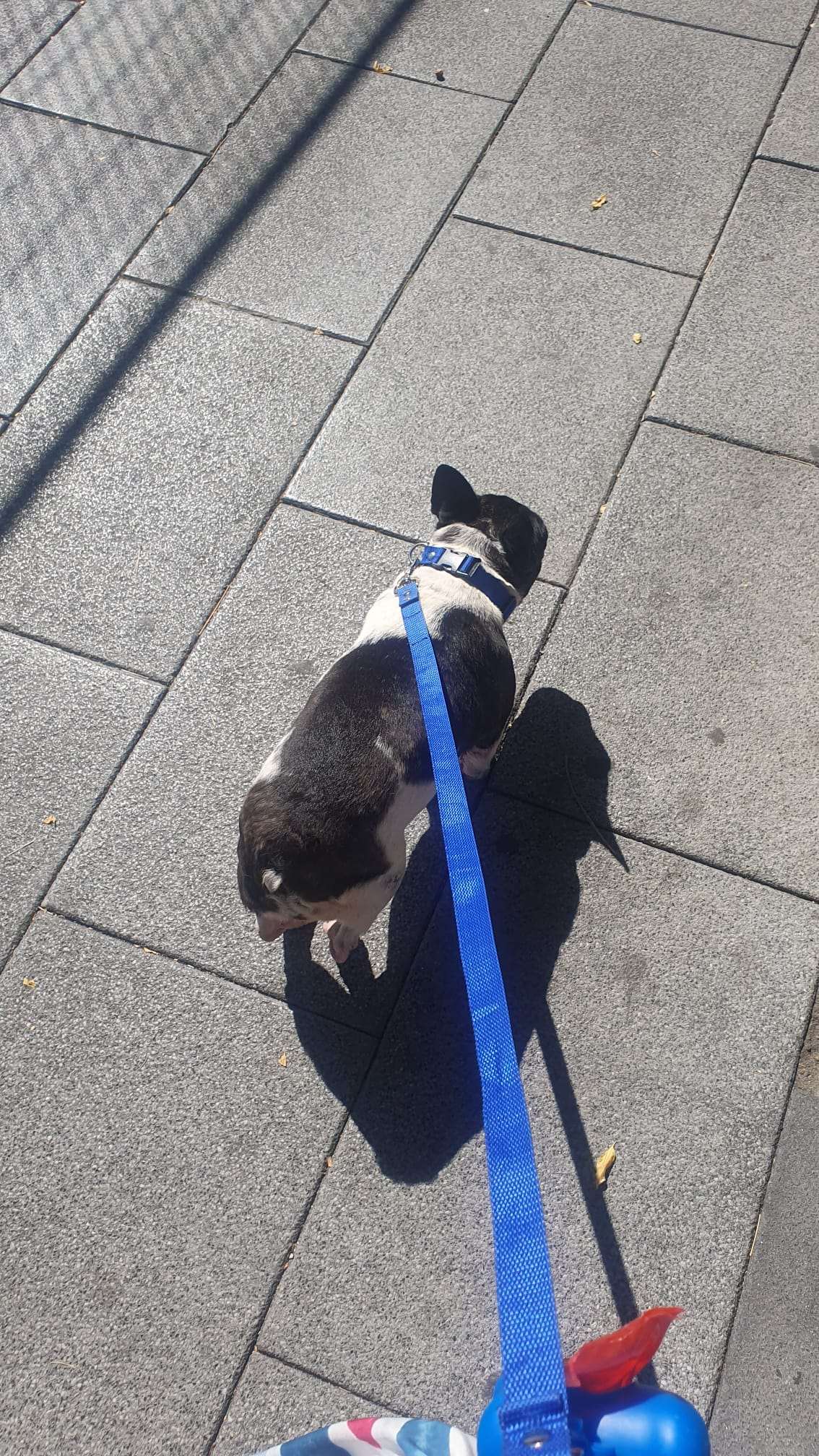 Set collar y correa para perro azul de nylon, visible en un perro de pelaje oscuro durante un paseo.
